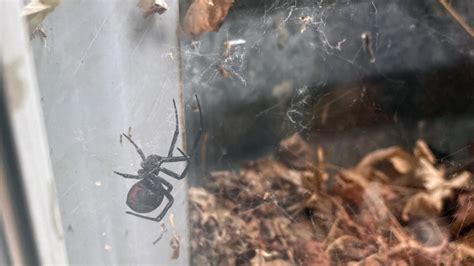 Seen more black widow spiders around Colorado lately? Don’t worry, arachnid expert says.